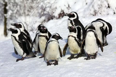 A group of dwarf penguins Stock Photos
