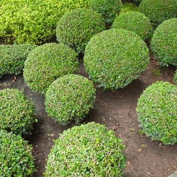 Group of dwarf tree in the garden. Stock Photos