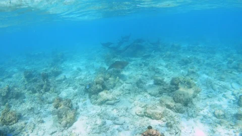 Group of eagle rays on the coral reef, Indian ocean Stock Footage 117368109