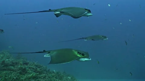 Group of Eagle Rays in Mediterranean Sea, Italy Stock Footage 276500587