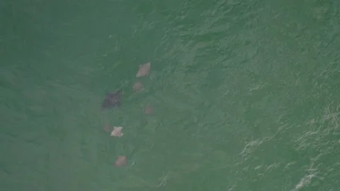 Group Of Eagle Rays Seen Through Clear Sea Waters In Gold Coast, Stock Footage 234987229