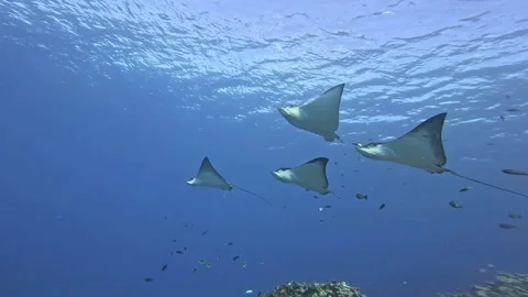 Group of eagle rays swimming gracefully in the deep ocean Stock Footage 345546415