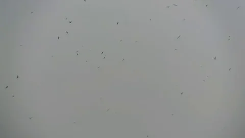 Group of Eagles flying high in sky video Stock Footage 98483905