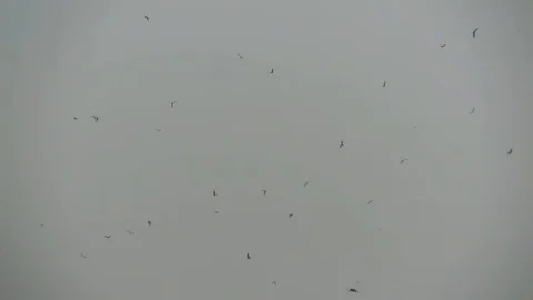 Group of Eagles flying high in sky video Stock Footage 98483909