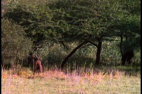A group of early humans, or Australopithecus afarensis, walk beneath trees. Stock Footage 86752421