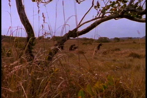 Group of early humans, or Australopithecus afarensis, walking across open plain. Stock Footage 86752485