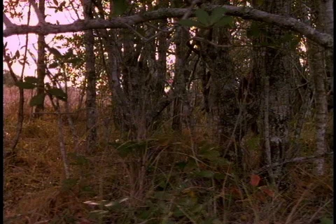 Group of early humans walk through woods. Stock Footage 86752560