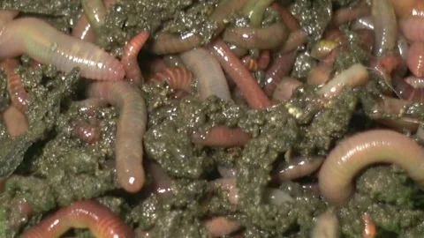 Group of earthworms, close-up Stock Footage 249805903