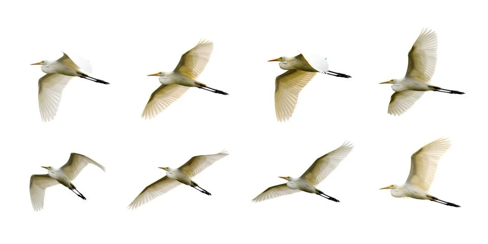 Group of Eastern Cattle egret (Bubulcus coromandus) flying on whitel backgrou Stock Photos