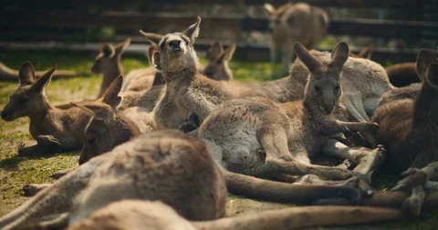 Group of eastern grey kangaroos lying on the grass, resting. BMPCC 4K Stock Footage 124916601