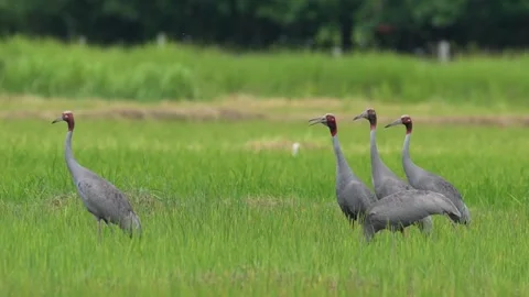 Group of Eastern Sarus Cranes Calling in Green Rice Field Stock Footage 345693530