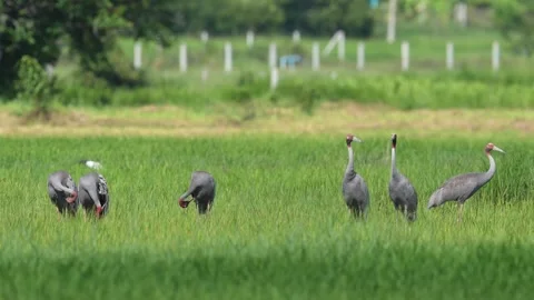Group of Eastern Sarus Cranes in Green Rice Field, Thailand Stock Footage 345693531