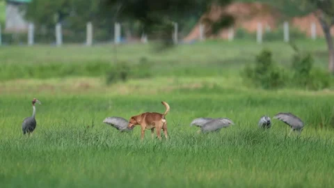 Group of Eastern Sarus Cranes Standing in Rice Field with Dog Nearby Stock Footage 345693536