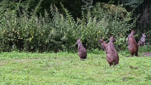A group of eastern wallaroos are jumping in a park Video stock 137938786