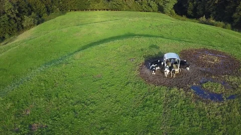 Group of eating cows in aerial view Video stock 80125129