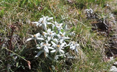 Group of edelweiss 스톡 사진