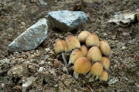  Group of edible beige mushroom Coprinellus micaceus. Stock Photos
