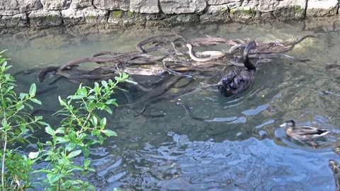 A group of eels and a black swan snatching foods in the river Stock Footage 95061626