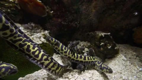Group of eels in coral reef Stock Footage 165413472