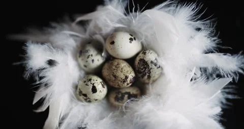 A group of eggs are sitting in a white basket Stock Footage 309662625