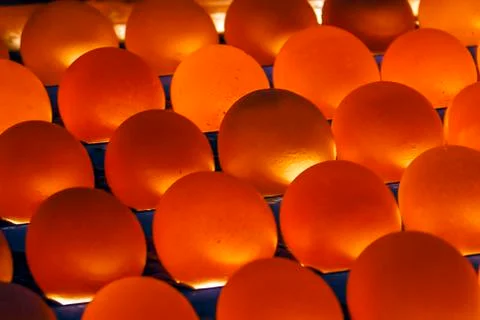 Group of eggs illuminated from below Stock Photos