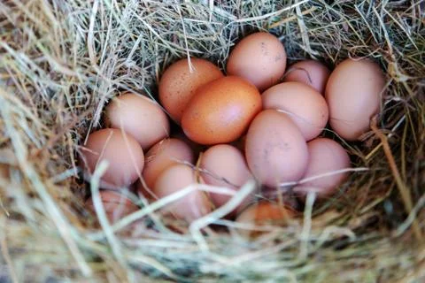 Group of eggs lying on hay Stock Photos