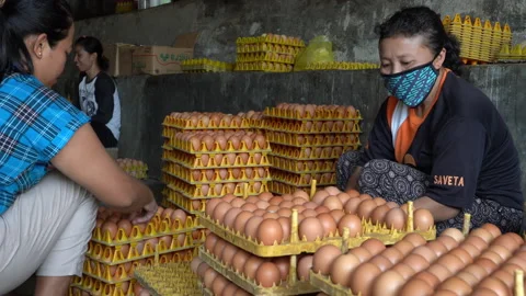 Group of eggs produced by chicken farm in Indonesia Video stock 148084835