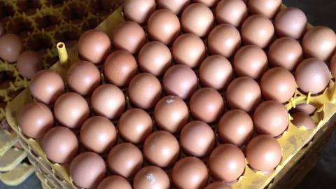 Group of eggs produced by chicken farm in Indonesia Video stock 148085080