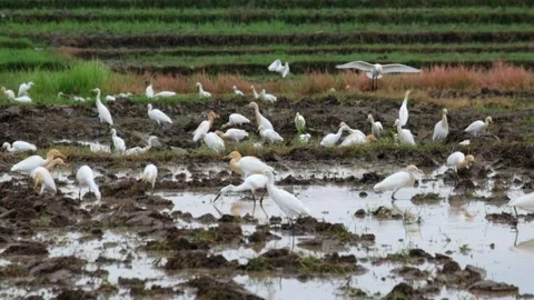 A group of egrets are looking for food in the rice fields Video stock 323043199