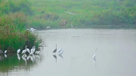 Group of egrets resting by calm lake early morning mist footage. Stock Footage 336335794