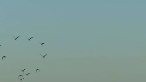 Group of egrets soaring through clear sky, graceful bird flight, nature, Stock Footage 345293503