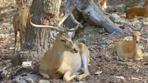 A group of eld's deer is laying under brown tree in a shadow Stock Footage 115069807