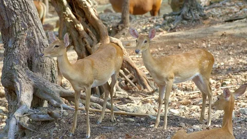 Group of eld's deer is standing near brown tree Video stock 115069141