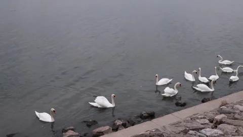 A group of elegant white swans gracefully swim along the riverside near the ston Stock Footage 319438211