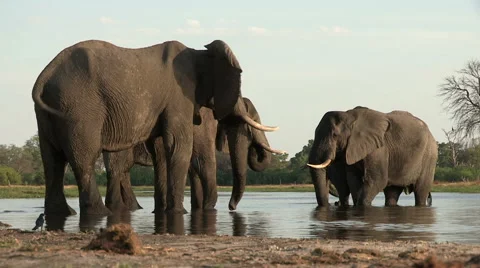 A group of elephant drinking at river in the Okavango Delta Video stock 46373361