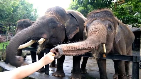 Group of elephant (Elephas maximus) eating in the zoo Stock Footage 242066528