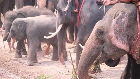 Group of elephant with mahout stand in the row together and look relax Video stock 155455430