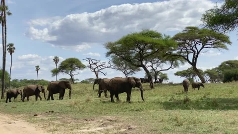 A group of elephants are eating grass in Tarangire National Park Stock-Footage 170183065