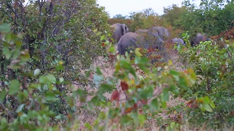 A group of elephants in the bakground behind some bushes Stock Footage 36467516