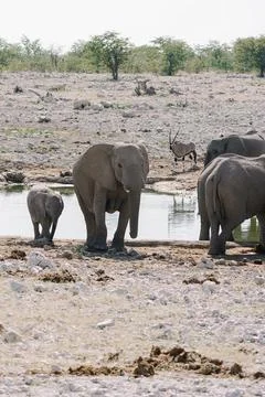 Group of elephants bathing and drinking at watering hole in the savannah in.. Foto stock