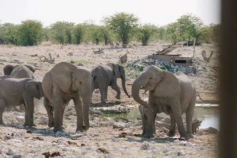 Group of elephants bathing and drinking at watering hole in the savannah in.. Stock Photos