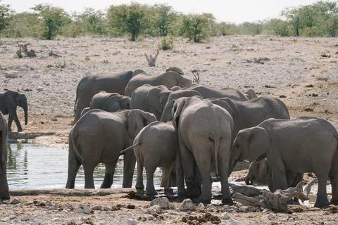 Group of elephants bathing and drinking at watering hole in the savannah in.. Stock Photos