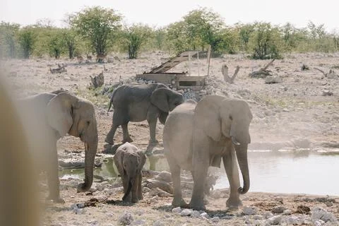 Group of elephants bathing and drinking at watering hole in the savannah in.. Stock Photos