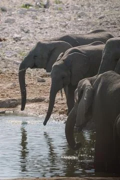 Group of elephants bathing and drinking at watering hole in the savannah in.. Stock Photos