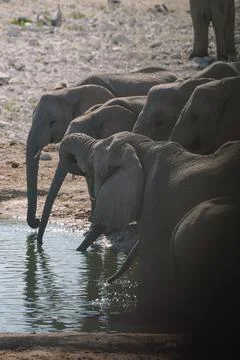 Group of elephants bathing and drinking at watering hole in the savannah in.. Stock Photos