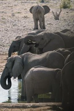 Group of elephants bathing and drinking at watering hole in the savannah in.. Stock Photos