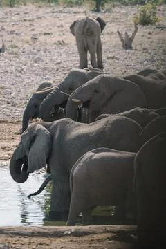 Group of elephants bathing and drinking at watering hole in the savannah in.. Stock Photos