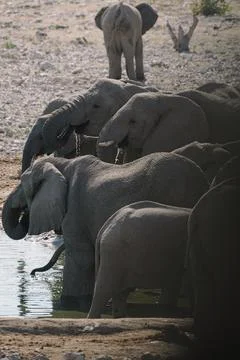 Group of elephants bathing and drinking at watering hole in the savannah in.. Stock Photos