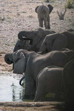 Group of elephants bathing and drinking at watering hole in the savannah in.. Stock Photos