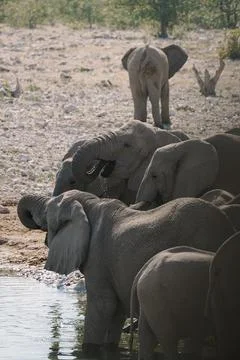 Group of elephants bathing and drinking at watering hole in the savannah in.. Foto stock
